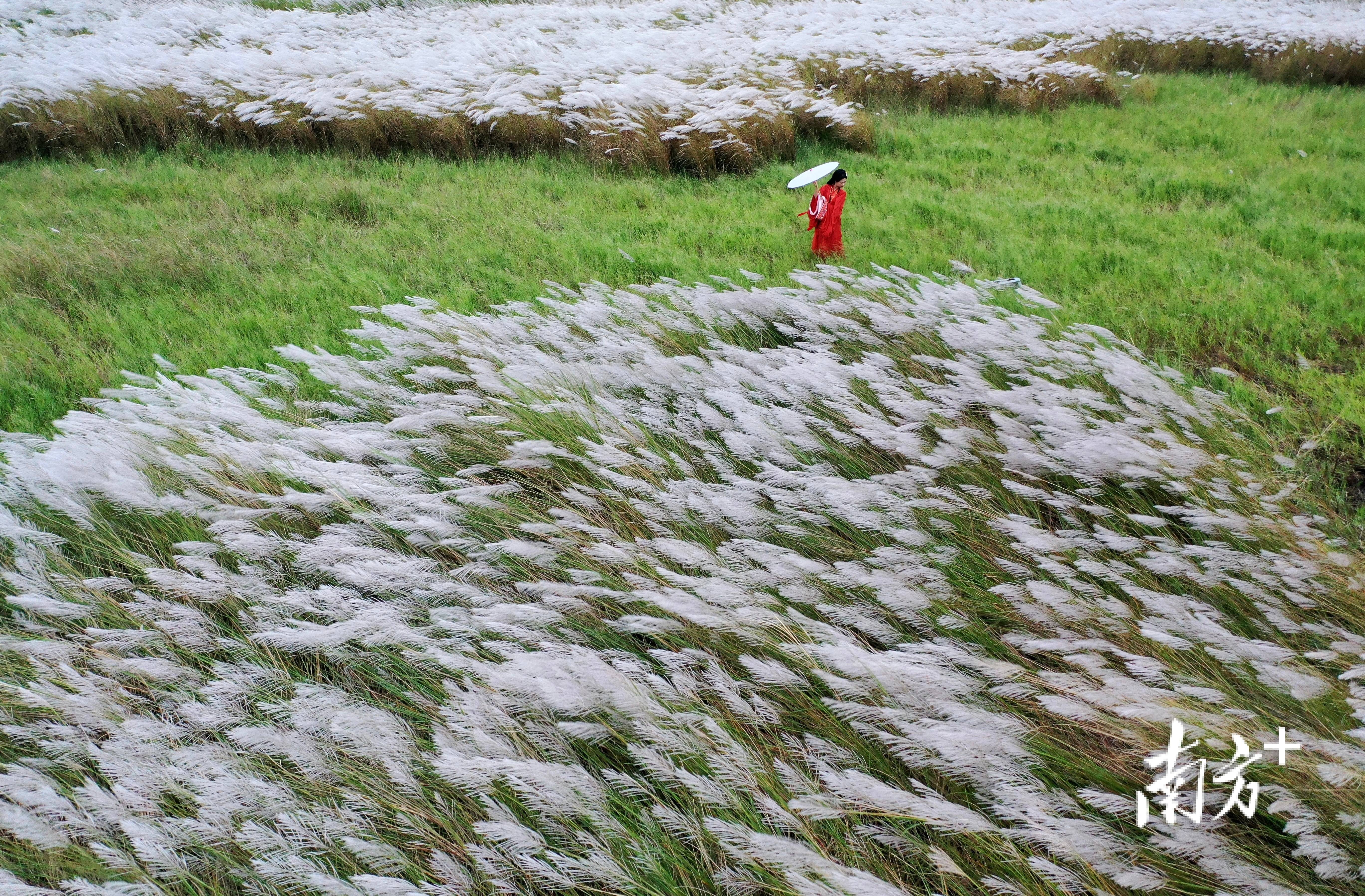 芦荻花开，来湛江吴川吴阳镇邂逅秋日浪漫｜越睇粤靓