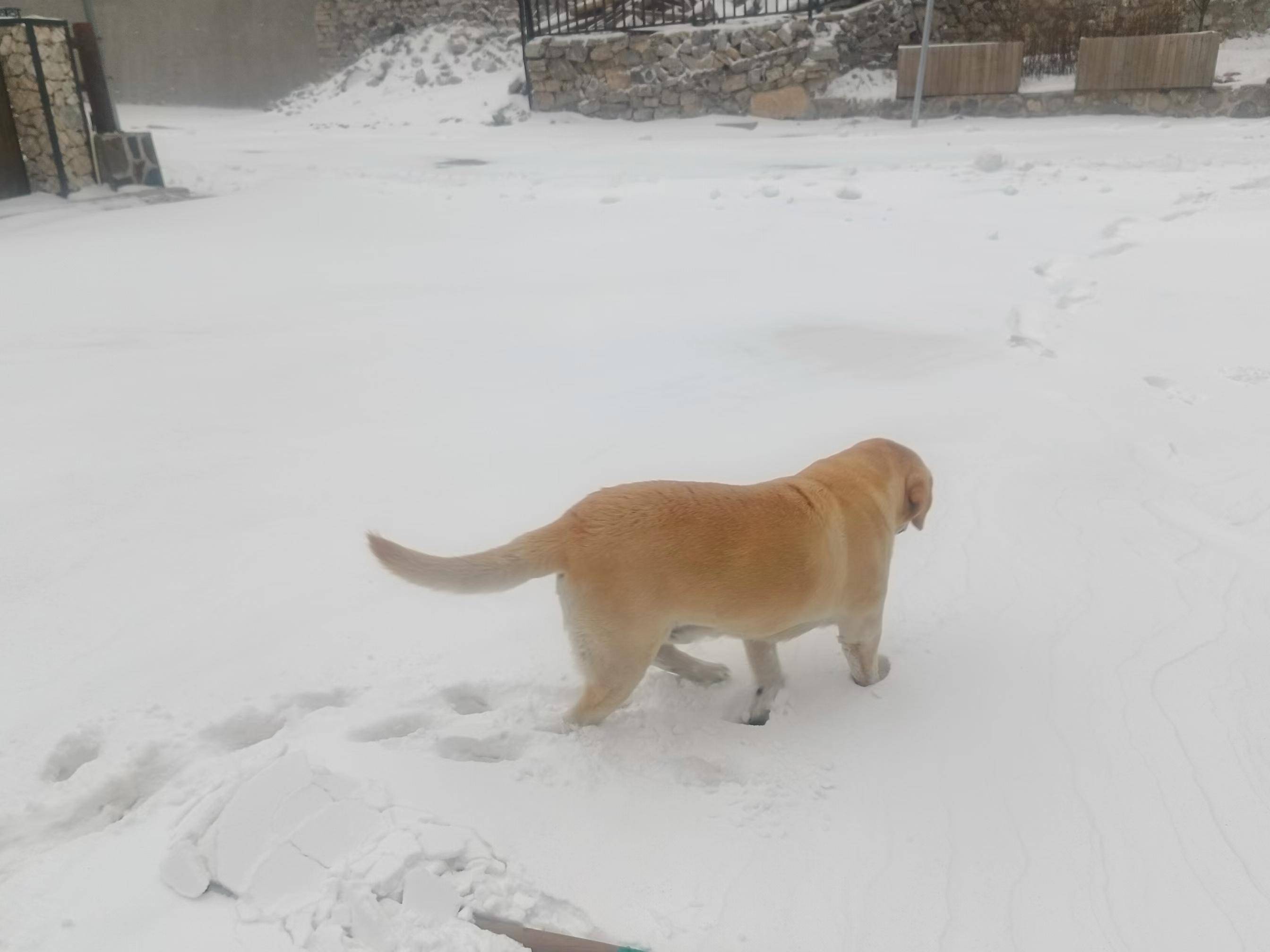 北京海拔最高山村：积雪已没过脚面，山林银装素裹