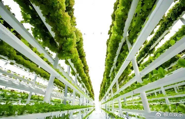 荷兰非常小的一个国家，为何诞生了许多大名鼎鼎的公司？