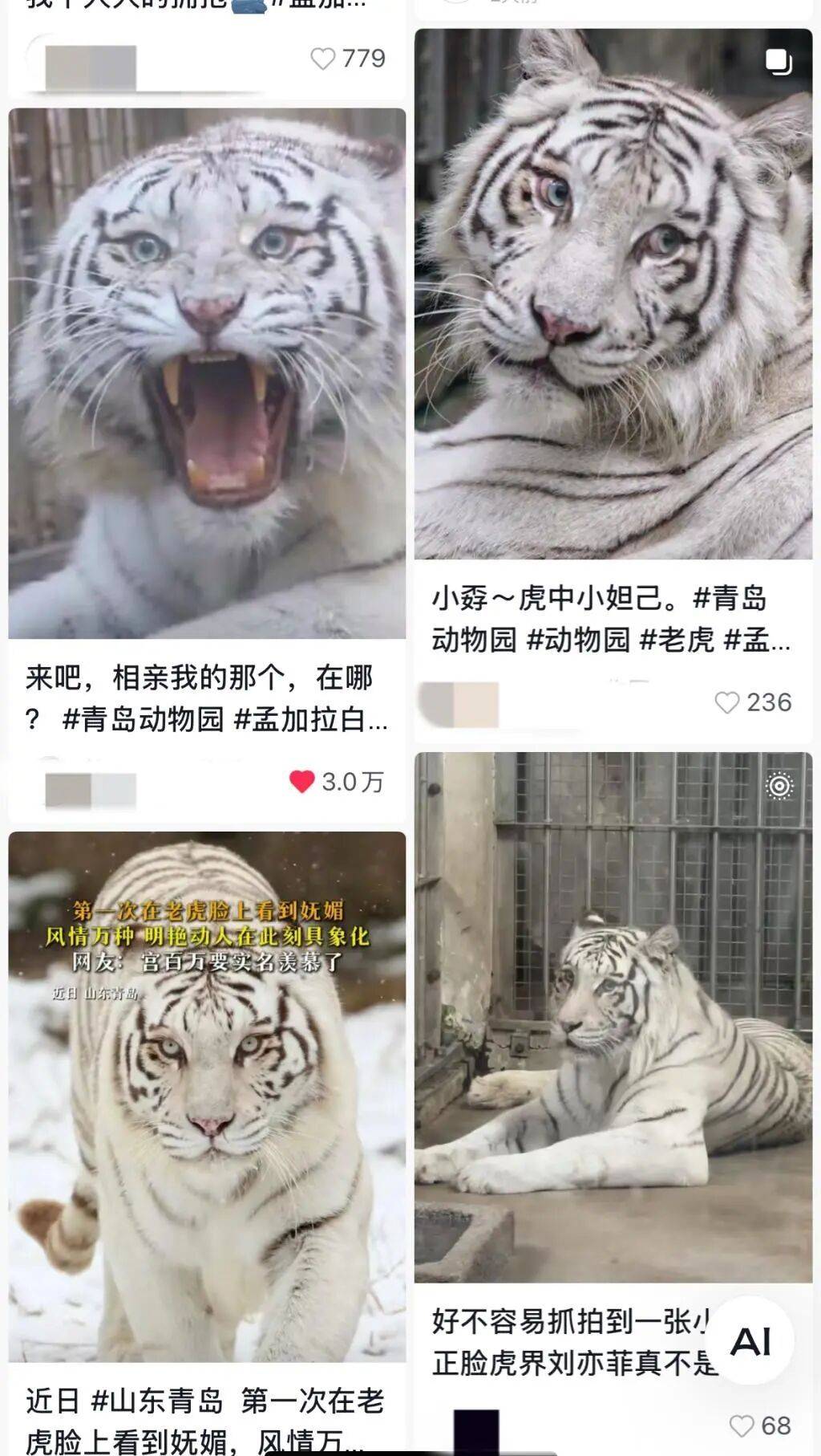 山东一动物园老虎因美貌火出圈，全国网友不远万里来看